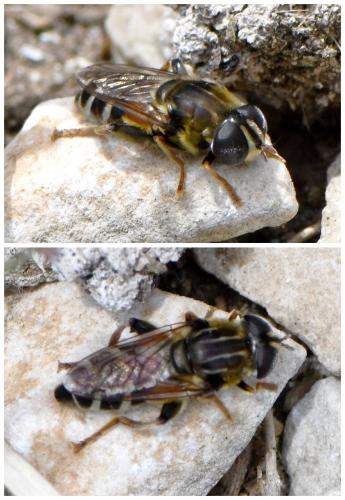 Réf. 260 768 : Merodon avidus